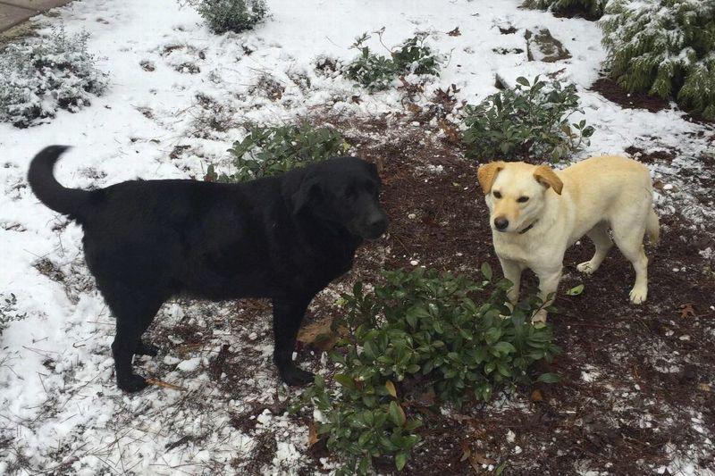 Dog Residents