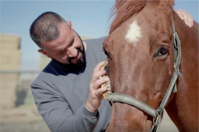Equine Therapy